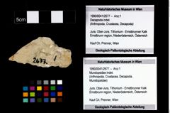 Foto (Objekt + Etikett) von Mundopsidae indet.  (NHMW-GEO-1990-0041-2677)